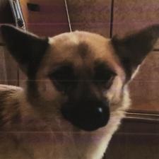 ファッレちゃん