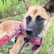 アメショちゃん