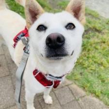 プディンちゃん