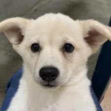 ハクエイちゃん