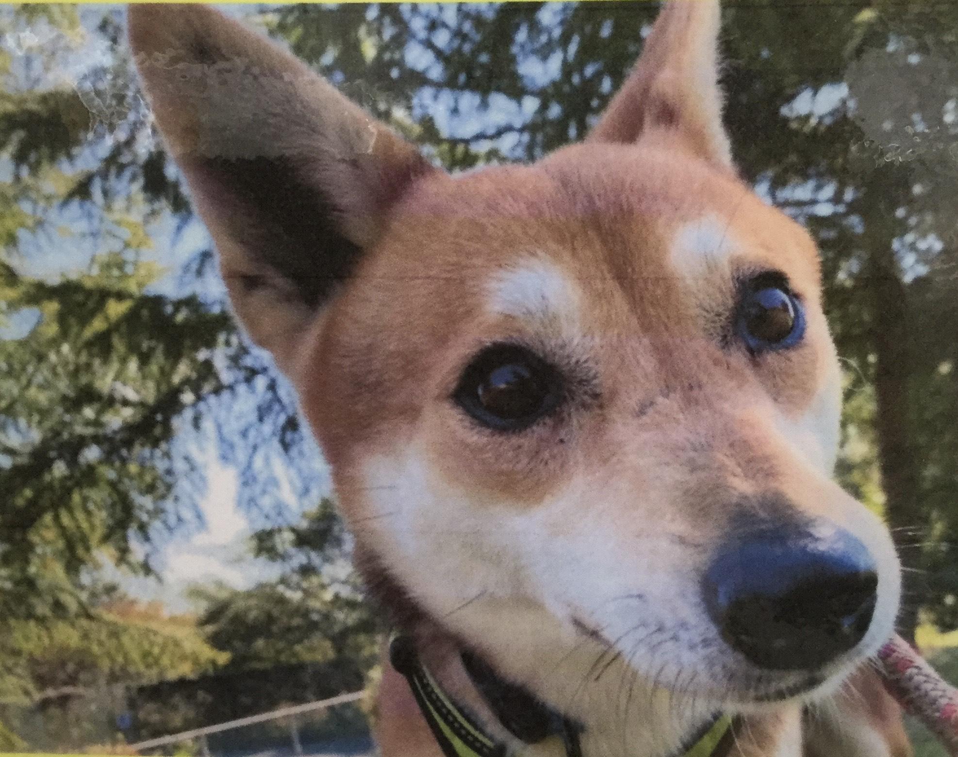 マロンドールちゃん