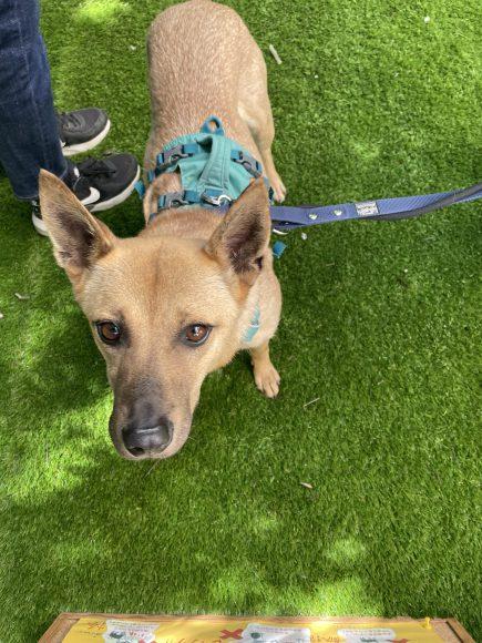 ドルチェちゃん