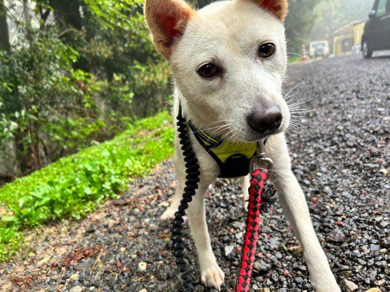 プディンちゃん