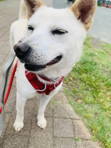 プディンちゃん