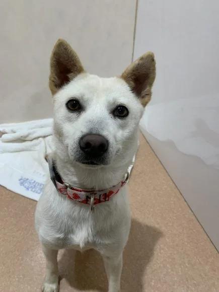 プディンちゃん