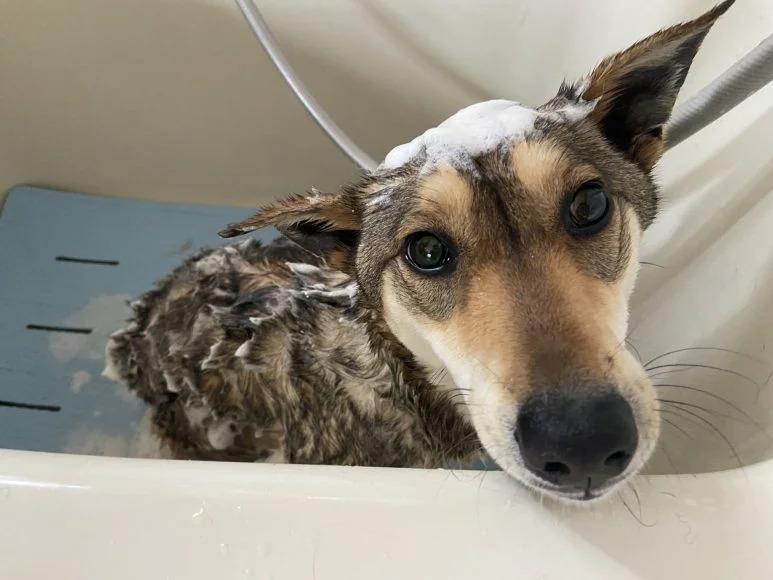 ミッチェルちゃん