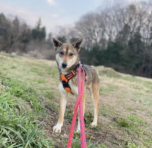 ミッチェルちゃん