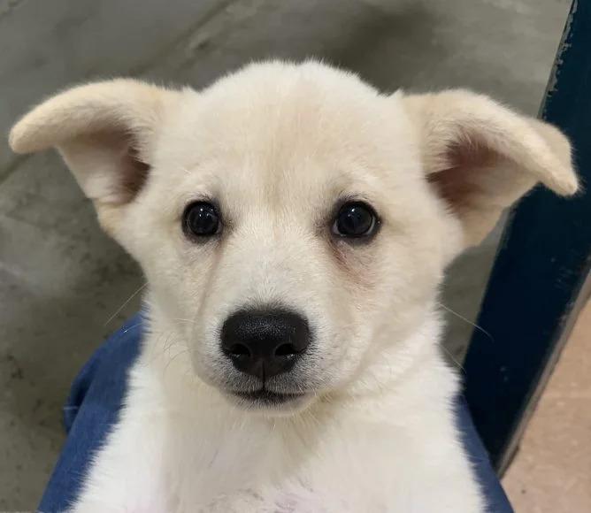 ハクエイちゃん