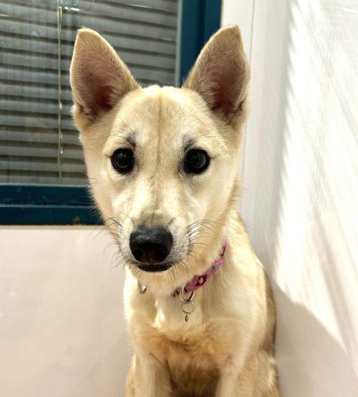 デュワーズちゃん