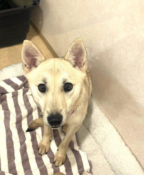 デュワーズちゃん