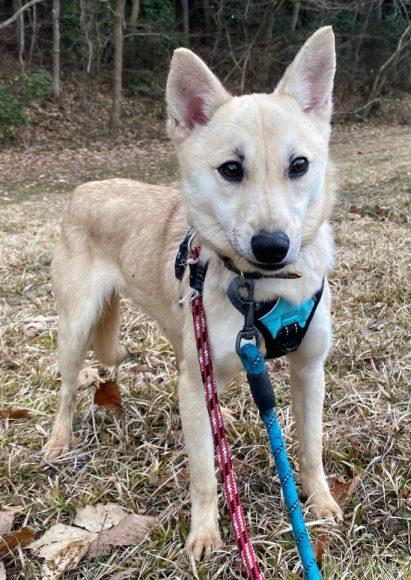 デュワーズちゃん