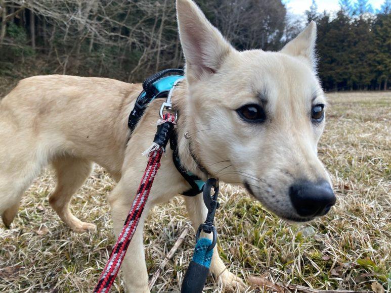 デュワーズちゃん