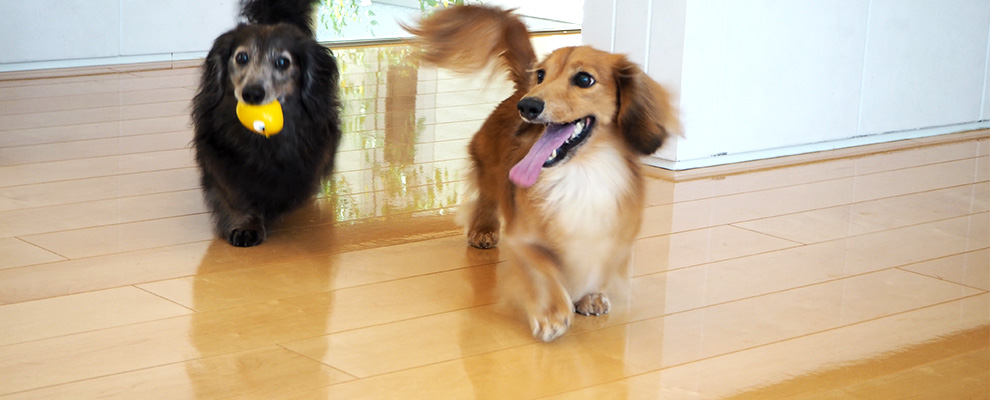 床を走る犬