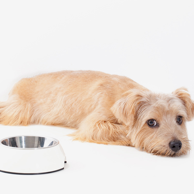 パートナー（愛犬）がごはんを食べないとき、どうしたらいい？そんな疑問にお答えします