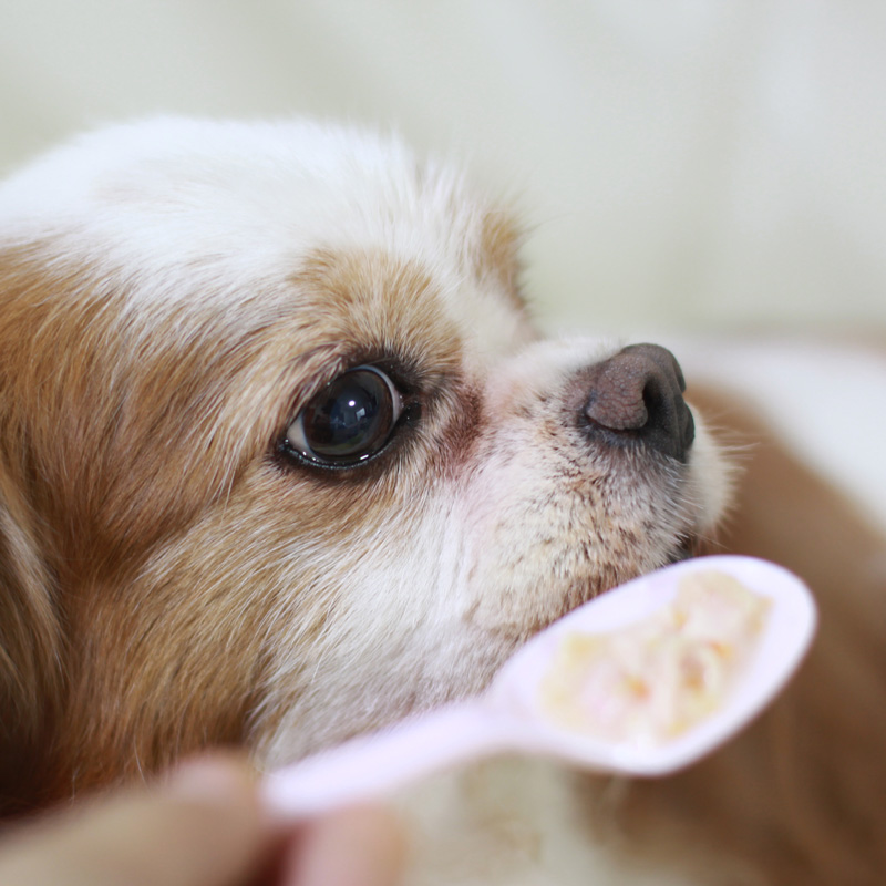 うんちの状態が気になるパートナーに。食事ポイントやおすすめ商品をご紹介します