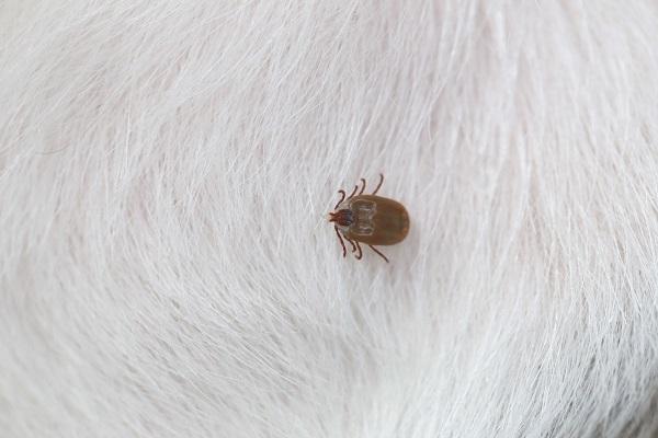 草むらも怖くない！体を保護する犬の毛の役割と安全な虫除けの選び方