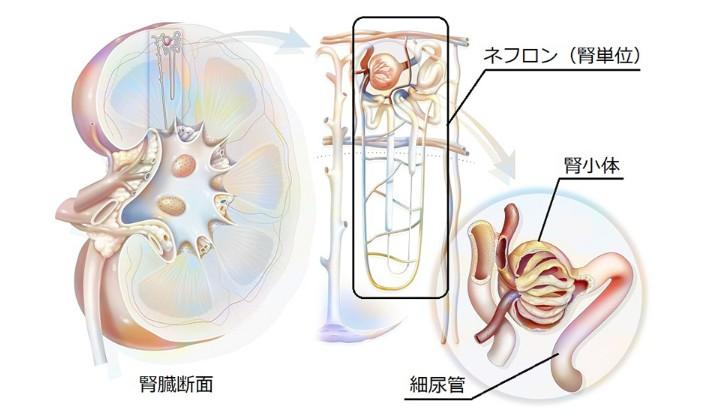 【獣医師監修】犬の慢性腎臓病（慢性腎不全）とは？メカニズムや食事管理のポイントとケア方法