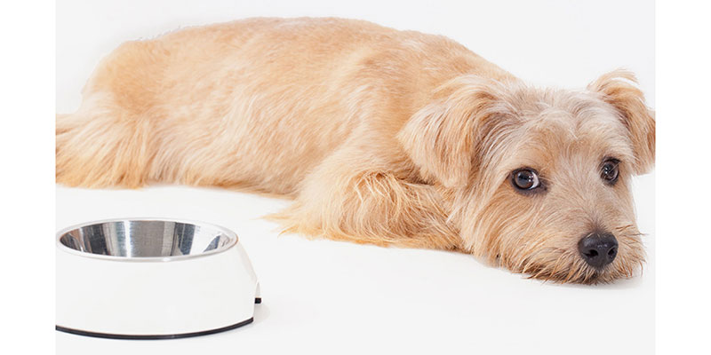 【専門家が解説】食べない愛犬にもおすすめのドッグフード人気ランキング6選