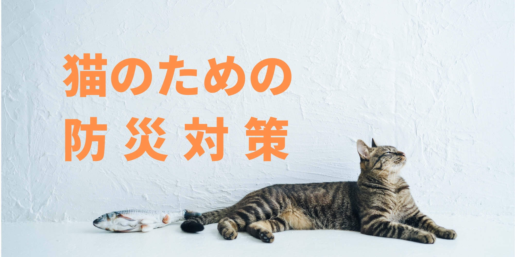 【猫の防災】愛猫を守る防災グッズリストと脱走を防ぐ避難のコツ