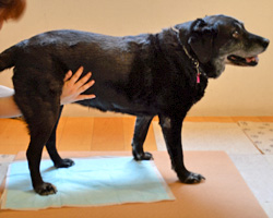 幸せなシニアライフのために。シニア犬の排泄介助・介護