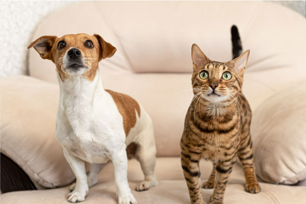 9月20日から9月26日は動物愛護週間。保護動物たちにハッピーをシェアしよう！