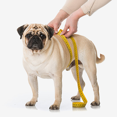 愛犬に馬肉は良い メリットと注意点 犬のココカラ
