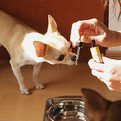 教えてトレーナーさん 引っ越しによる犬のストレスと新居に早く慣れる方法とは 犬のココカラ