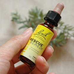 教えてトレーナーさん 引っ越しによる犬のストレスと新居に早く慣れる方法とは 犬のココカラ