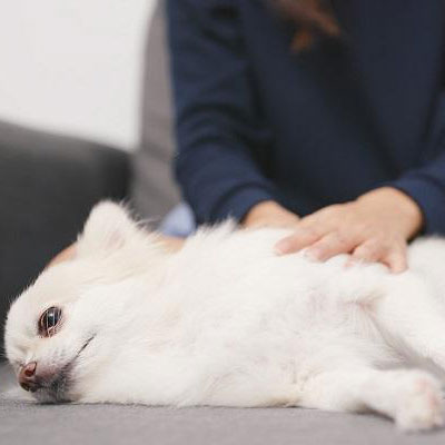 愛犬を毎日お風呂に入れてもいい 適切な頻度や湯の温度 犬のココカラ 愛犬を毎日お風呂に入れてもいい 適切な頻度や湯の温度 犬のココカラ
