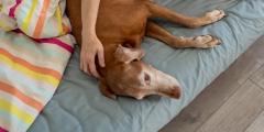 【ドッグトレーナーが解説】引っ越しによる犬のストレス軽減と新居に早く慣れる方法