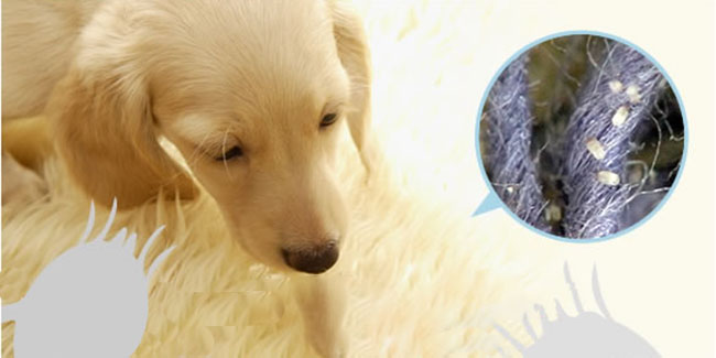犬の痒みの原因は花粉？花粉症対策にできること