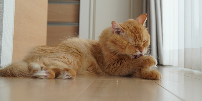 猫が毛づくろいをする理由とブラッシングについて