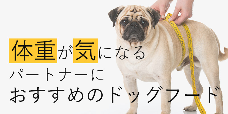 美濃クラフト かもん DOG-SUTEKKI ドッグステッキ シーズー オリーブグリーン DOG-SS-1-OG - 3