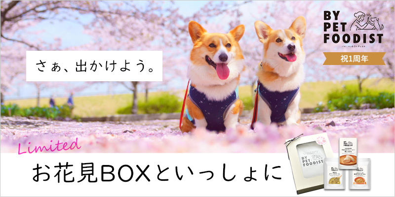 BPFDお花見BOX
