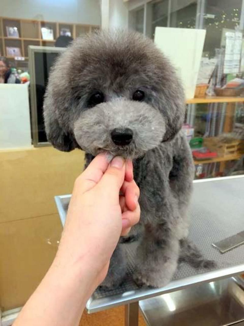 トイプードル