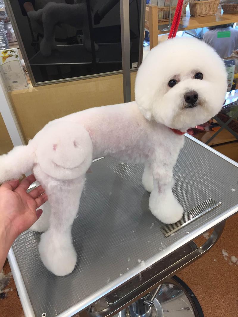 トイプードル