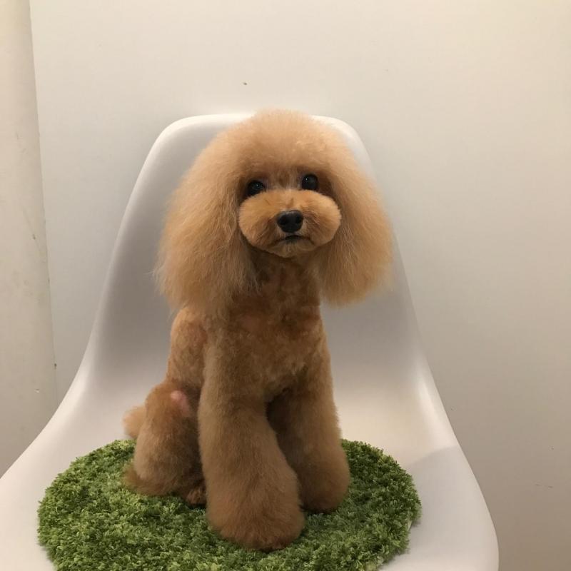 トイ・プードル
