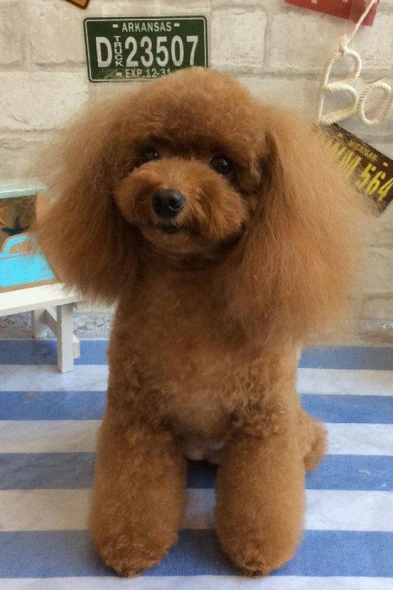 犬のグルーミング トリミング カット例のご紹介 東京ミッドタウンのペットフード ケア専門店 Green Dog 東京ミッドタウン