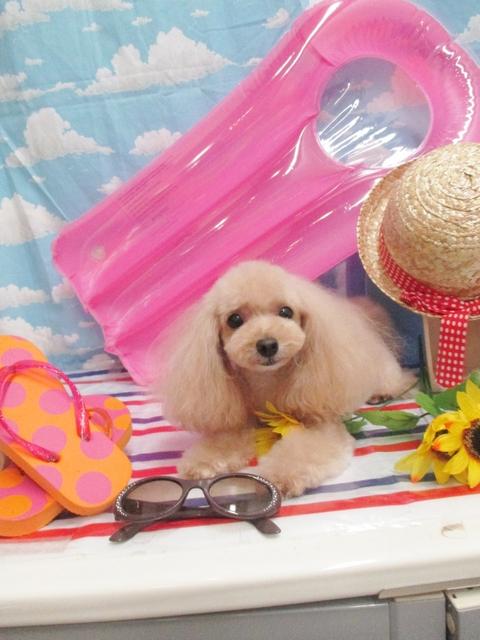 トイプードル