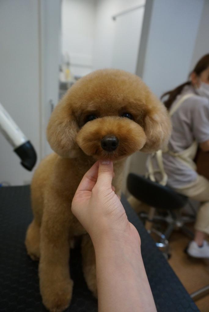 トイプードル