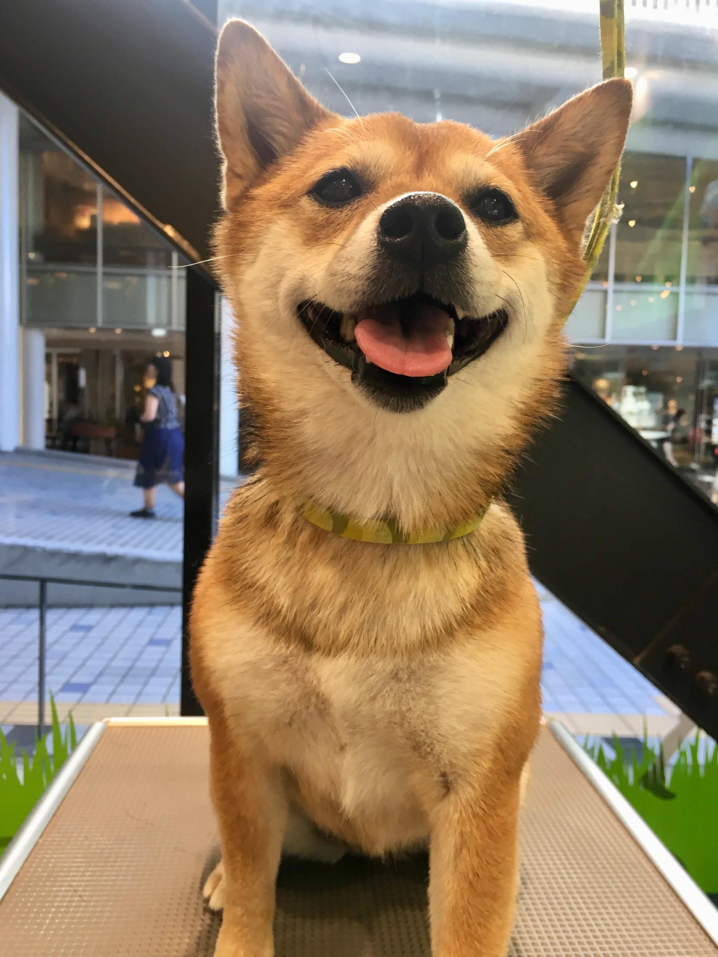 柴