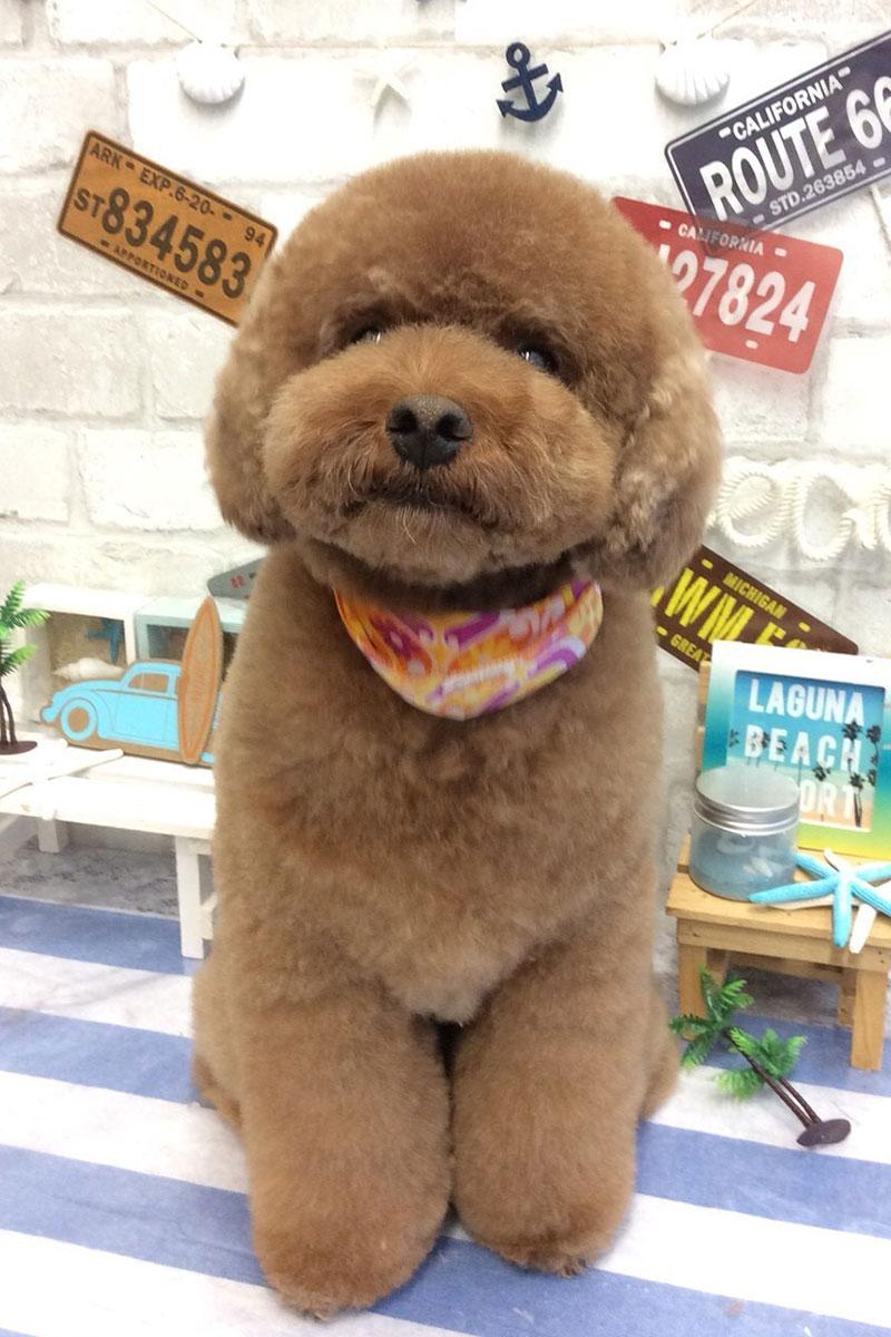「もふもふカット」<br> 全身ハサミでふわふわもっふり。とにかくふわふわに仕上がります。 <br>【一緒にオススメ】ジェットバス